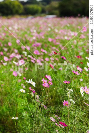 波斯菊盛開 波斯菊盛開 119097905