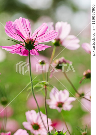 波斯菊盛開 波斯菊盛開 119097906