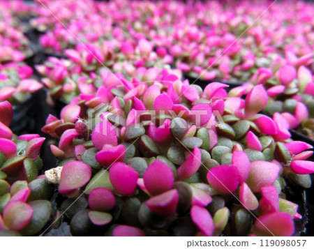 SakuraFubuki  119098057