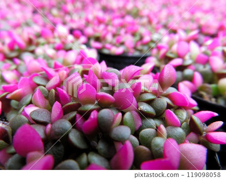 SakuraFubuki  119098058