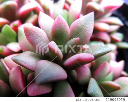 SakuraFubuki  119098059