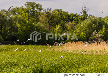Many river gulls hunt fish in lakes, rivers, and canals. Seagulls fly over the water. Seagulls gracefully glide over the water's surface, their wings casting delicate shadows on the rippling waves. Many river gulls hunt fish in lakes, rivers, and canals. Seagulls fly over the water. Seagulls gracefully glide over the water's surface, their wings casting delicate shadows on the rippling waves. 119098498