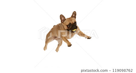 Charming little pug running and leaping d feeling happiness and enjoy against white studio background. Dog looks funny. 119098762