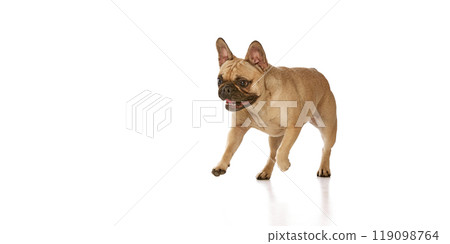 Tan pug running with mouth open, looking excited against white studio background. Purebred funny dog. Copy space. Tan pug running with mouth open, looking excited against white studio background. Purebred funny dog. Copy space. 119098764