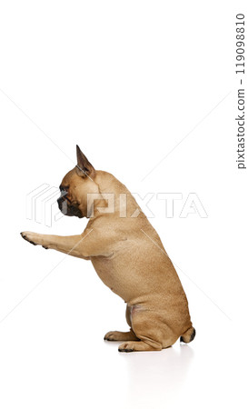 Little pug gives paw to unrecognizable person, its owner against white studio background. Playful curious French bulldog. 119098810