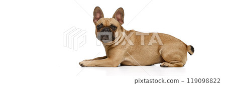 Tan purebred, well-groomed pug, bulldog lying and calmly looking at camera against white studio background. 119098822