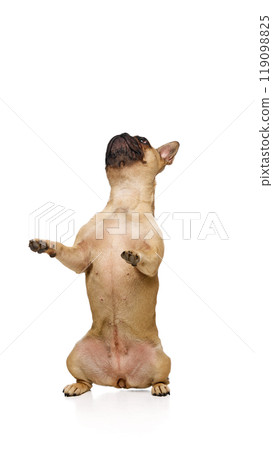Cute little pet playing, standing on hind legs, looking upwards against white studio background. Curious little friend. Cute little pet playing, standing on hind legs, looking upwards against white studio background. Curious little friend. 119098825