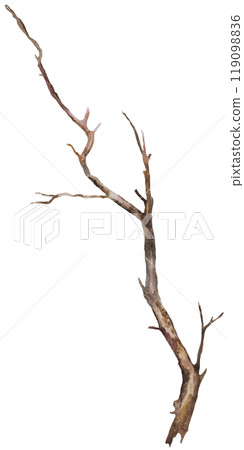 Watercolor brown defoliated tree branch, Rustic or Boho Wedding isolated illustration 119098836