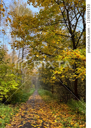Dirt path in autumnal park covered with fallen yellow leaves Dirt path in autumnal park covered with fallen yellow leaves 119099150