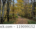 Dirt path in autumnal park covered with fallen yellow leaves 119099152