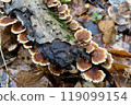 Group of Trametes versicolor mushrooms grow on tree log 119099154