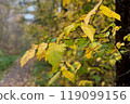 yellow leaves on tree branch in autumnal park close up 119099156