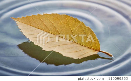 Leaves on the water 119099263