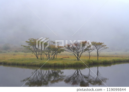 Misty marshland trees Misty marshland trees 119099844