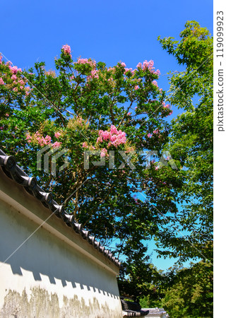 Crape myrtle over a fence Crape myrtle over a fence 119099923