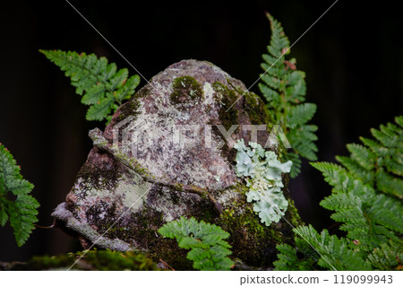 Stone, Moss and Shinobu Stone, Moss and Shinobu 119099943