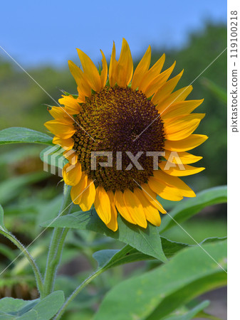 Sun Flower  119100218