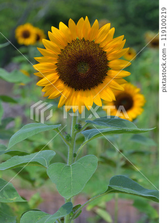 Sun Flower  119100219