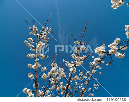 White plum in full bloom that shines in the blue sky 119100388