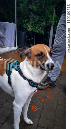 A well-groomed mongrel in a harness. Young mongrel with beautiful coloring. 119100718