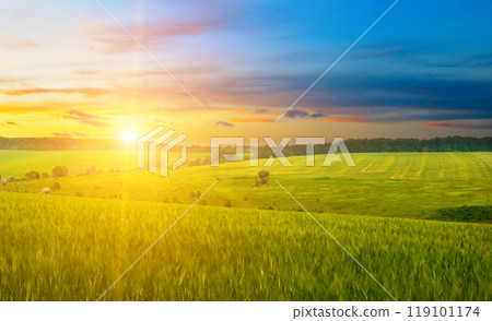 Green wheat field and sunrise. 119101174