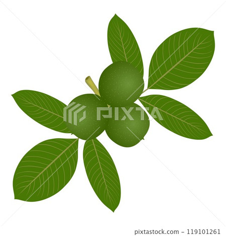 Green walnuts with leaves on a white background. 119101261