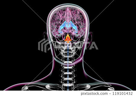 The fourth brain ventricle, 3D illustration. The fourth brain ventricle, 3D illustration. 119101432