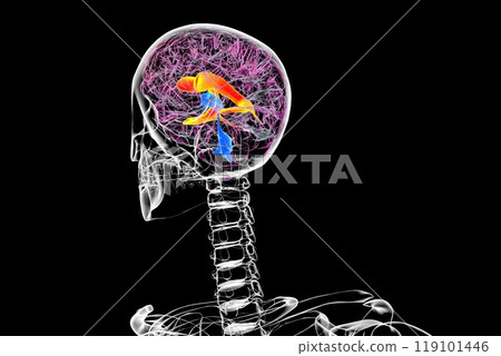 The lateral brain ventricles, 3D illustration The lateral brain ventricles, 3D illustration 119101446