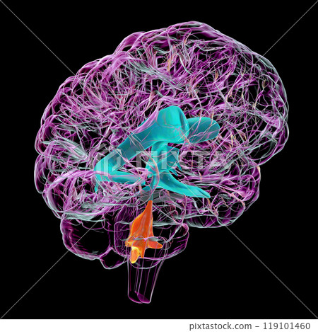 The fourth brain ventricle, 3D illustration. The fourth brain ventricle, 3D illustration. 119101460