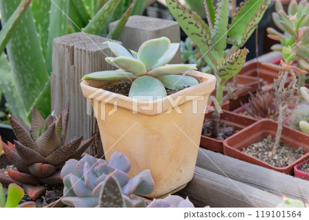 Pointed succulent. Echeveria elegans. Succulents plants in pot in house. Green plants in home. Shaped rose petals in garden. 119101564
