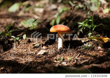 fly agaric close up in the forest fly agaric close up in the forest 119101606