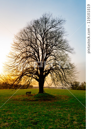 A solitary tree stands tall against the vibrant dusk sky, its bare branches outlined by the fading light. The grassy field surrounds it, creating a tranquil setting at day's end. 119101819
