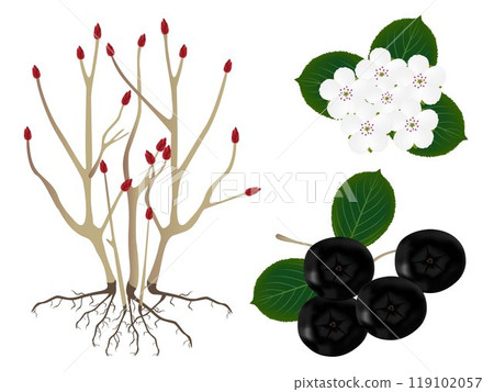 Part of the black chokeberry (Aronia melanocarpa) plants, isolated on white 119102057