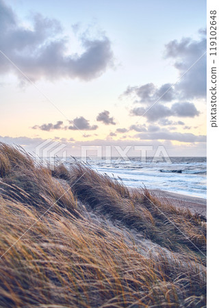 Path through frozen dunes at danish coast 119102648