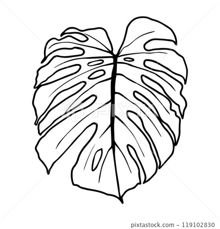 Black outline monstera sheet vector illustration. Isolated on a white background for graphic design. Black outline monstera sheet vector illustration. Isolated on a white background for graphic design. 119102830