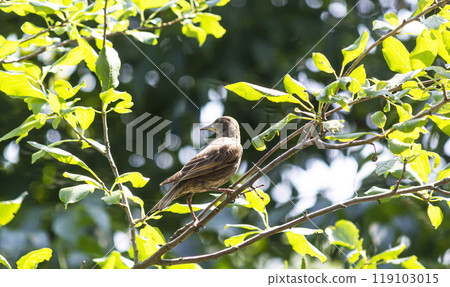 Common starling sitting on a branch on a beautiful background with bokeh Common starling sitting on a branch on a beautiful background with bokeh 119103015