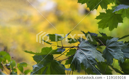 Green leaves with raindrops, on a bright autumn background in sunny weather Green leaves with raindrops, on a bright autumn background in sunny weather 119103016