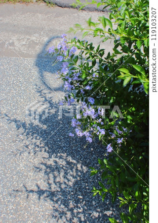 花 119103207