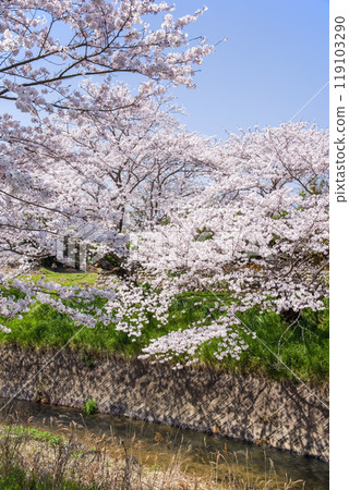 Cherry blossoms along the river [Kakagawa Senbonzakura, Yokkaichi City] 119103290