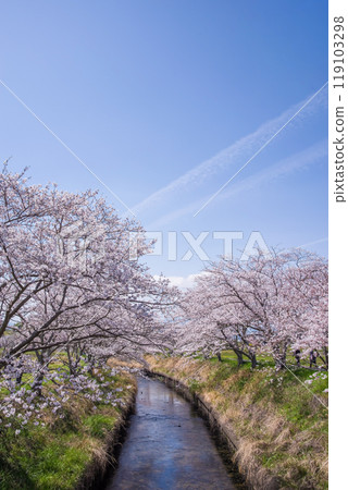 河邊的櫻花【鹿川千本櫻/四日市市】 119103298