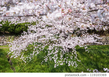 Cherry blossoms in full bloom [Kakagawa Senbonzakura, Yokkaichi City] 119103369