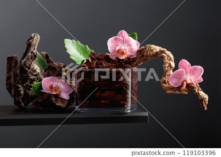 Pink orchid in a transparent pot with substrate. 119103396