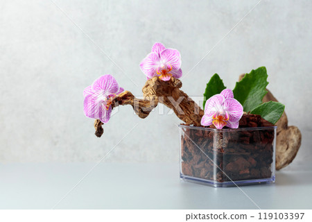 Orchid in a transparent pot with substrate. Orchid in a transparent pot with substrate. 119103397