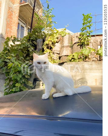 White cat sits gracefully on a car roof, basking in warm sunlight. Background features lush greenery, adding a natural touch to the scene White cat sits gracefully on a car roof, basking in warm sunlight. Background features lush greenery, adding a natural touch to the scene 119103535