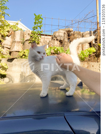 White cat sits gracefully on a car roof, basking in warm sunlight. Background features lush greenery, adding a natural touch to the scene White cat sits gracefully on a car roof, basking in warm sunlight. Background features lush greenery, adding a natural touch to the scene 119103536