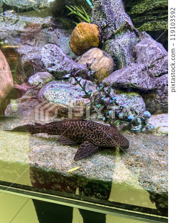 Bright aquarium scene featuring vibrant orange fish gliding gracefully among stones and driftwood, capturing beauty of underwater life. Colorful aquatic environment creates a serene and mesmerizing 119103592