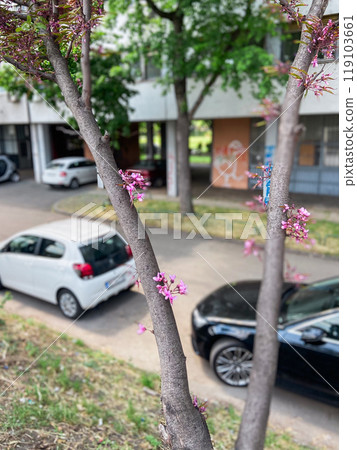 Vibrant pink blossoms on tree in urban setting with cars in the background. Harmony of nature and city life captured during springtime showing a glimpse of beauty amidst urbanization 119103661