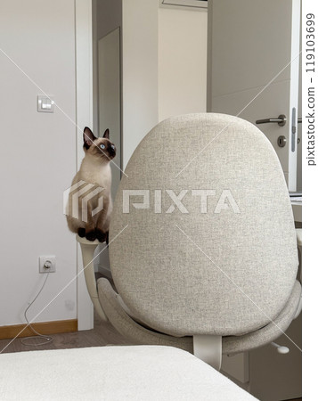 Cute kitten siamese cat at home. Pet concept 119103699