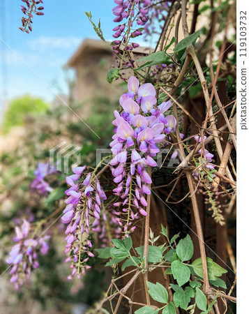 Selective focus of purple flowers Wisteria sinensis or Blue rain, Chinese wisteria is species of flowering plant in the pea family, Its twisting stems and masses of scented flowers in hanging racemes. Selective focus of purple flowers Wisteria sinensis or Blue rain, Chinese wisteria is species of flowering plant in the pea family, Its twisting stems and masses of scented flowers in hanging racemes. 119103732