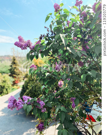 Blossoming branches with pink flowers against a clear blue sky. Delicate flowers reach upwards celebrating the arrival of spring and the beauty of nature 119103779